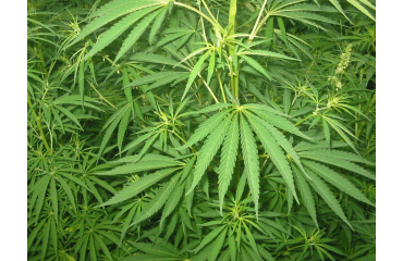 Ustawa  o legalizacji Medycznej Marihuany