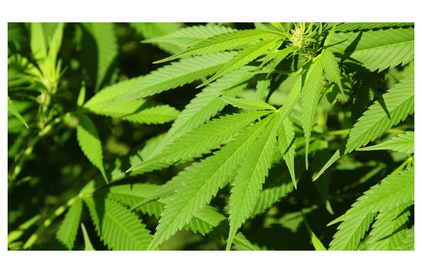 Czym są Kannabinoidy?