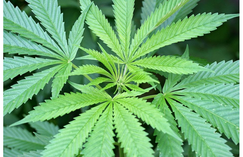 CBD - 10 faktów o których musisz wiedzieć