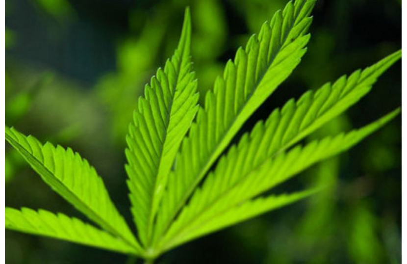 Medyczna marihuana